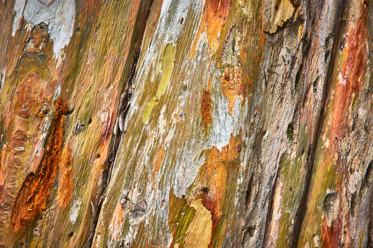 Textured Tree Bark Detail With Natural Color Variation And Organic Surface Pattern