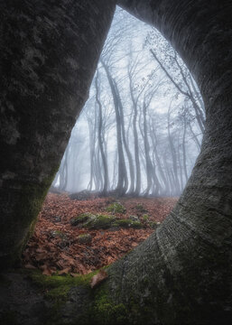 View of the misty beech forest at Prati di Tivo framed by ancient mossy tree trunks with fallen autumn leaves on the ground, Prati di Tivo, Abruzzo, Italy.