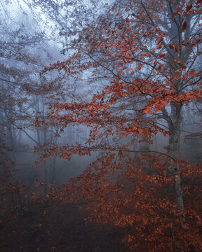 View of a foggy forest with vibrant orange-red autumn beech leaves in Prati di Tivo, Abruzzo, Italy.