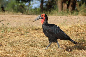 Kaffernhornrabe / Southern ground hornbill / Bucorvus leadbeateri © Ludwig