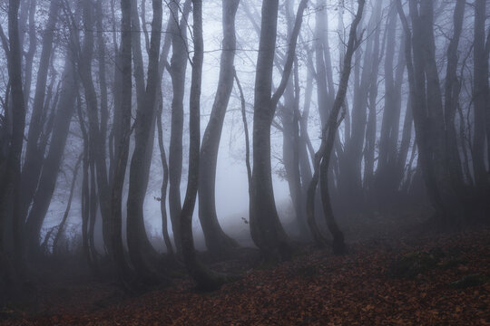 View of the misty forest with tall slender trees and a ground covered in fallen autumn leaves in Prati di Tivo, Abruzzo, Italy.
