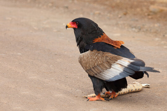 Puffotter and  Gaukler / Puff adder and Bateleur / Bitis arietans arietans et Terathopius ecaudatus