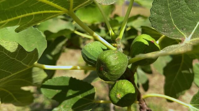 fig fruits on the tree on a sunny day