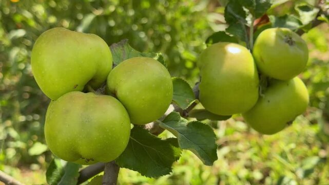 Green apples on a tree in the garden on a sunny day.