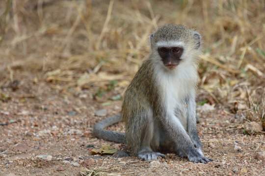 Gr&uuml;ne Meerkatze / Vervet monkey / Cercopithecus aethiops