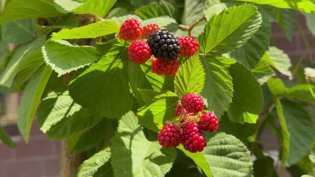 Blackberries on the bush on a sunny day