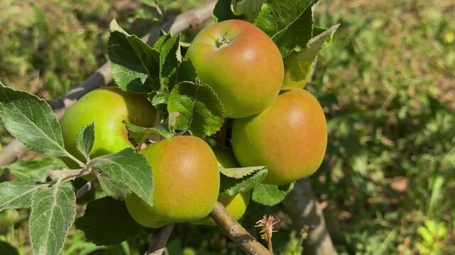 Green apples on a tree in the garden on a sunny day.