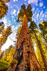 Fototapeta premium Giant sequoia rises to the sky at Giant Loop Trail