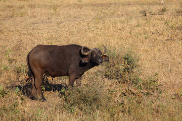 Kaffernbüffel / African buffalo / Syncerus caffer