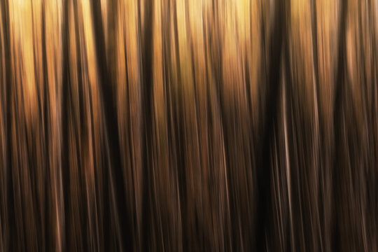 View of abstract motion blur of forest trees with golden autumn light in Ceppo, Abruzzo, Italy.