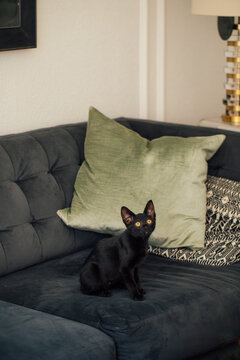little black kitten with golden eyes on black couch, chic domestic interior