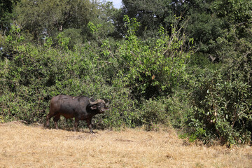 Kaffernbüffel / African buffalo / Syncerus caffer