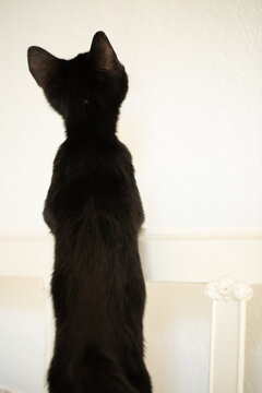 silhouette of back of black kitten, cat standing on bed