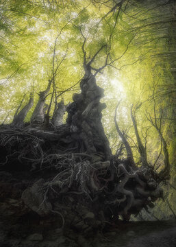 View of an ancient tree with gnarled exposed roots in a lush beech forest with sunlight filtering through the canopy in Ceppo, Abruzzo, Italy.
