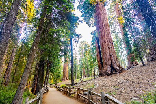 General Grant Trail Sequoias Sunrise Kings Canyon