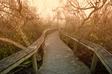Bobcat boardwalk at Shark Valley in Everglades National Park, Florida © Tsado