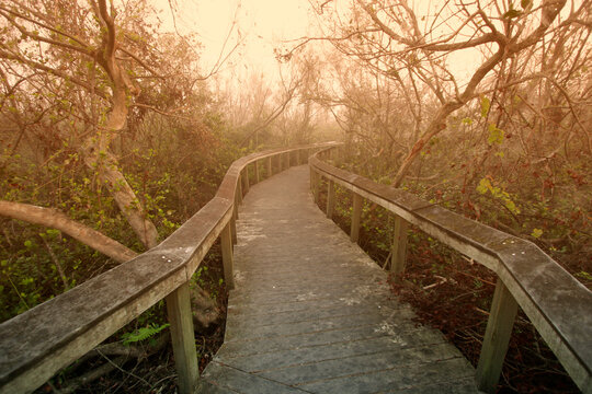 Bobcat boardwalk at Shark Valley in Everglades National Park, Florida