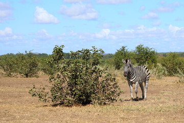 Steppenzebra / Burchell's zebra / Equus quagga burchellii © Ludwig