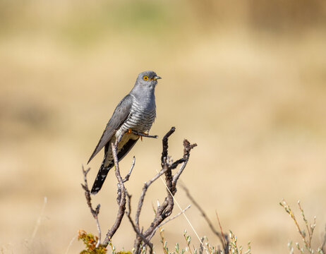 View of a common cuckoo perched on a dry branch against a soft, blurred background in Dovre, Innlandet, Norway.