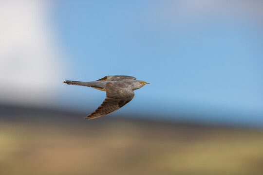 View of a common cuckoo in flight against a blurred background in Dovre, Innlandet, Norway.