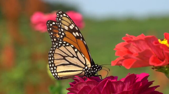 Close-up of Monarch Butterfly (Danaus Plexippus) feeding on pink zinnia flower in beautiful summer garden.