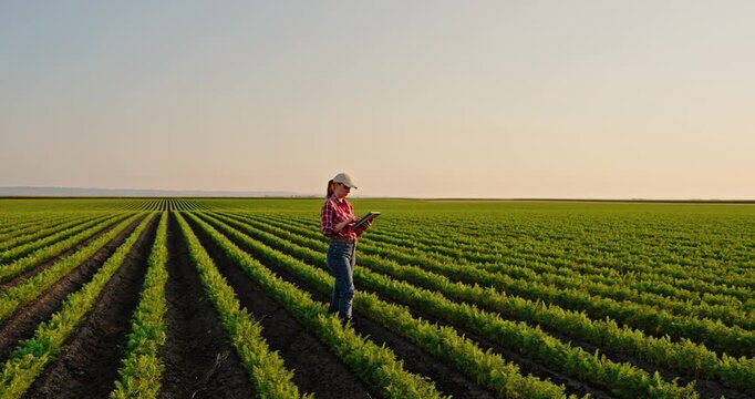 Female farmer using a tablet for quality control while walking through a large carrot field at sunset