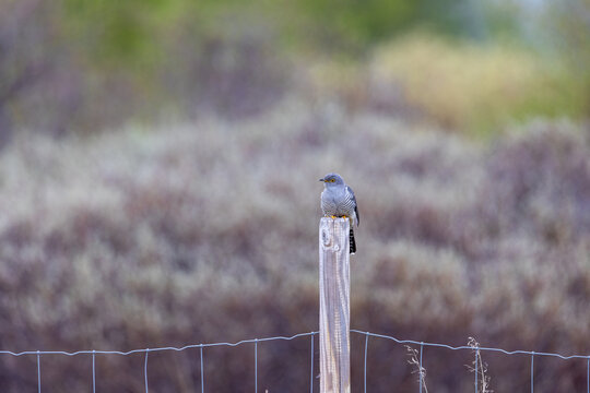 View of a common cuckoo perched on a wooden fence post in a rural landscape, Dovre, Innlandet, Norway.