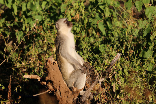 Gr&uuml;ne Meerkatze / Vervet monkey / Cercopithecus aethiops