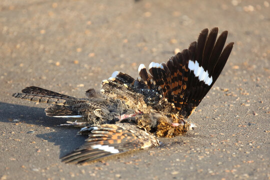Gartennachtschwalbe / Square-tailed nightjar / Caprimulgus fossii