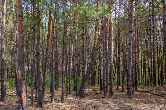Summer landscape with pine trees trunk in the forest and warm sunlight, A pine is any conifer in the genus Pinus of the family Pinaceae, Pinus is the sole genus in the subfamily Pinoideae, Netherlands