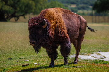 An American bison (Bison bison bison) © EderMarcos