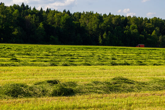 Freshly mown fodder grass neatly windrowed across a lush green farm field during a sunny June harvest, showcasing agricultural machinery activity in a rural landscape setting