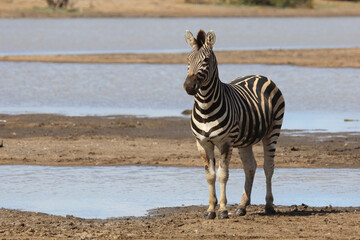 Steppenzebra / Burchell's zebra / Equus quagga burchellii © Ludwig