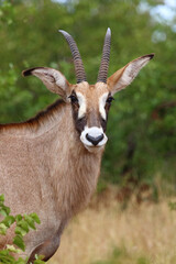Roanantilope oder Pferdeantilope / Roan antelope / Hippotragus equinus © Ludwig