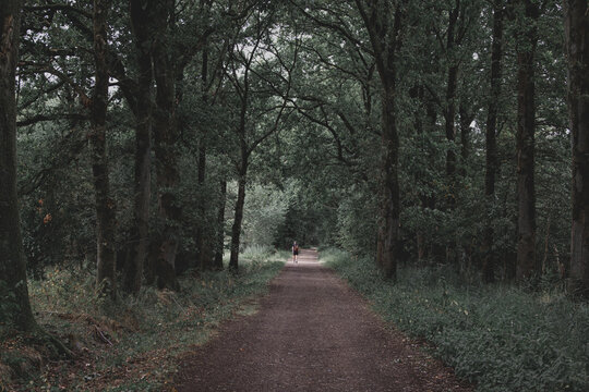 A hiker walks along a trail through a dark forest with tall green trees, Wilderness and adventure, The Pelgrimspad is a long distance walking route in Netherlands, Runs from Amsterdam to Vis&eacute;, Belgium