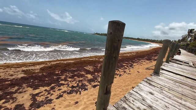 Sargassum rotting on the sands of a beach in tropical Puerto Rico with some sargassum floating on the water.