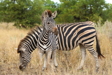 Steppenzebra / Burchell's zebra / Equus quagga burchellii © Ludwig
