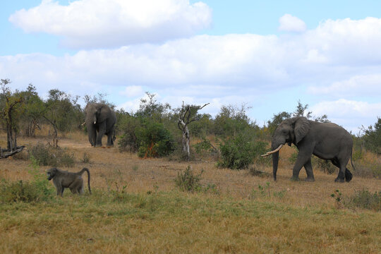 Afrikanischer Elefant und B&auml;renpavian / African elephant and Chacma baboon / Loxodonta africana et Papio ursinus