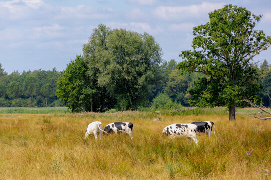 A flock of Dutch cows with black, white walking and nibbling fresh grass on meadow surrounded with green trees in the forest, Open farm with dairy cattle on the field in countryside farm, Netherlands.