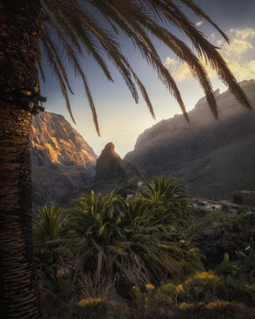 View of the dramatic mountain gorge and village of Masca surrounded by lush palm trees and rocky cliffs at sunset in Masca, Canary Islands, Spain.