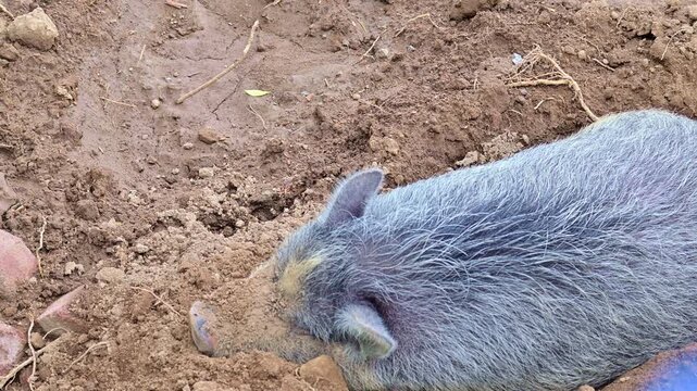 Wild boar resting on the damp earth