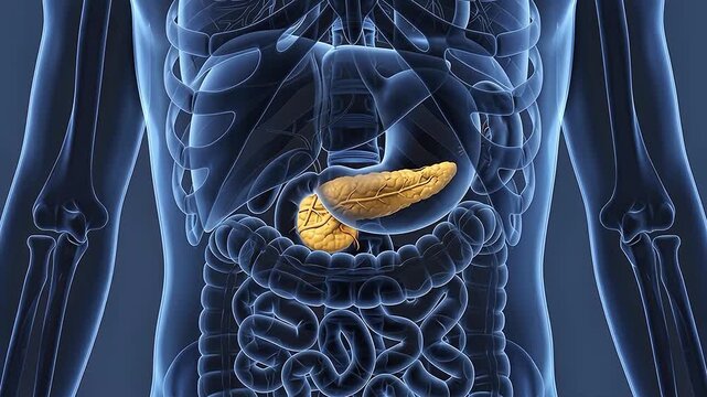 3D Medical Illustration of Human Pancreas and Duodenum Anatomical Rendering in Abdomen