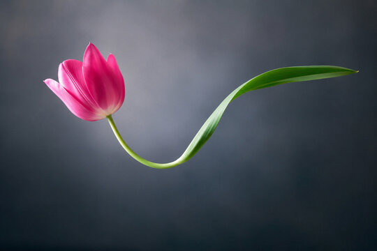 AI generated elegant pink tulip graceful curved green stem long leaf dark gradient background representing beauty nature growth romance spring floral elegance