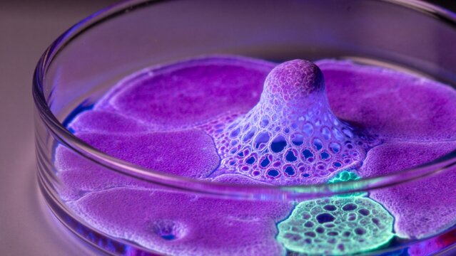 A photorealistic 16k confocal micrograph of isolated human pluripotent stem cells in a petri dish