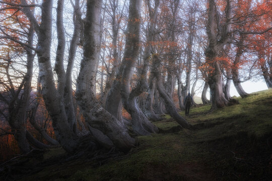 View of a hiker walking through a dense forest of ancient, curved beech trees with vibrant autumn foliage and mossy ground in Ceppo, Abruzzo, Italy.