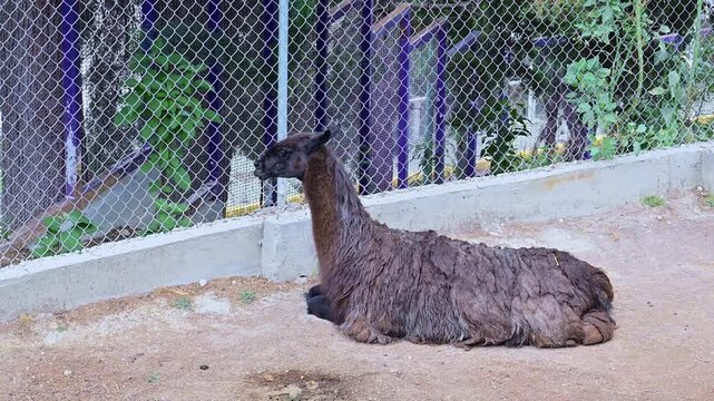 Dark llama resting at the zoo