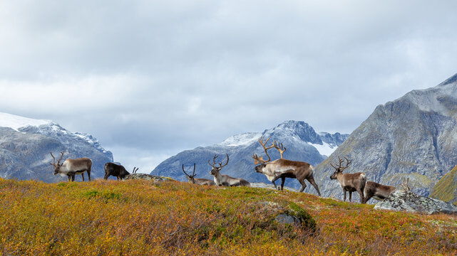 View of a herd of reindeer grazing on a hillside with autumn foliage and snow-capped mountains near Trollstigen in Valldal, More og Romsdal, Norway.