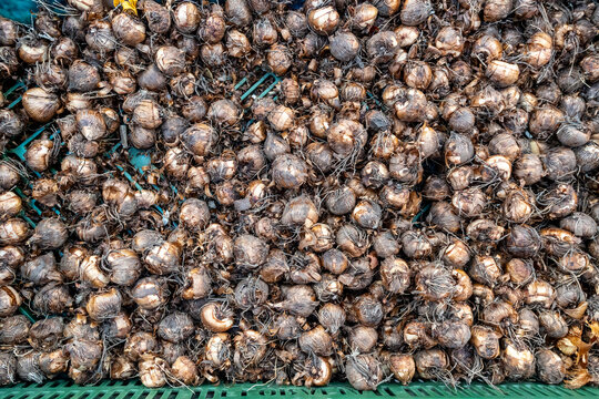 Crocosmia Lucifer corms displayed for nursery and wholesale sale