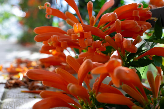 Close up of vibrant orange flamevine flowers climbing on black trellis in home garden. Beautiful blooming Pyrostegia Venusta floral background. Daylight