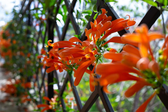 Close up of vibrant orange flamevine flowers climbing on black trellis in home garden. Beautiful blooming Pyrostegia Venusta floral background. Daylight
